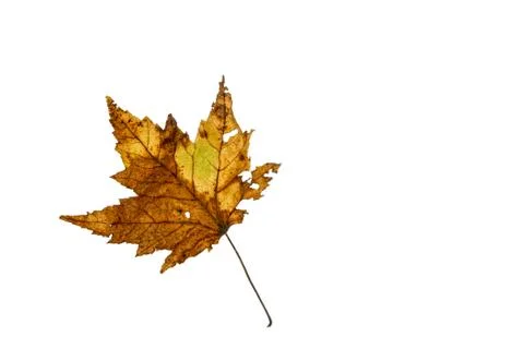 Fall leaves leaf color isolated 写真素材