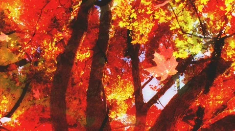 Fall Leaves Looping Background Stock Footage 547519