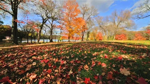 Fall Leaves in many colors Stock Footage 233685565