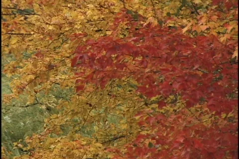 Fall Leaves Med Close 스톡 동영상 362147