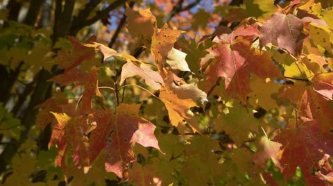 Fall Leaves Medium Close Up Stock Footage 32220443
