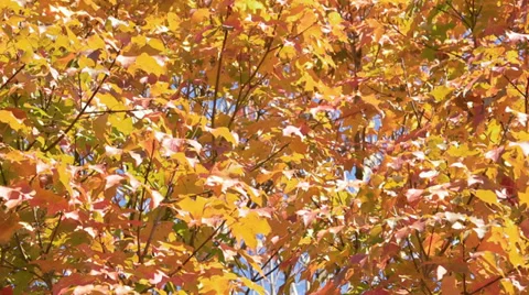 Fall Leaves Medium Shot Stock Footage 32220403