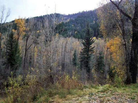 Fall leaves in the mountain Foto stock