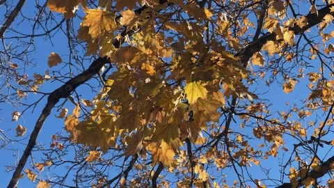 Fall leaves moving in the wind. Stock Footage 98324697