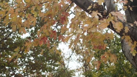 Fall leaves moving in the wind Stock-Footage 253740303