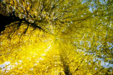 Fall Leaves Multiple Exposure Abstract Stock Photos