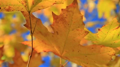 Fall leaves-MVI 6362 Stock Footage 9281069