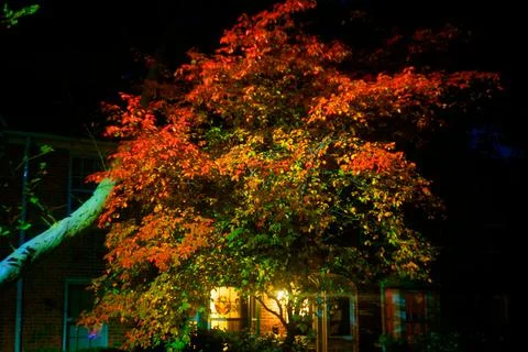Fall Leaves at Night Stock Photos