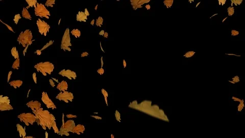 Fall of Leaves Oak Stock-Footage 78654821