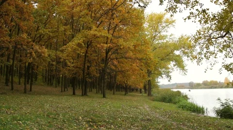 Fall of the leaves in the oak grove Video stock 53403624
