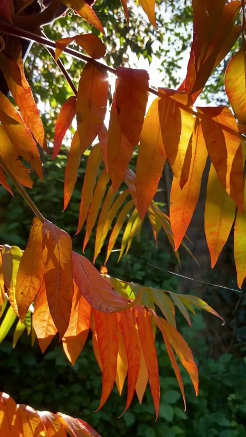 Fall Leaves. Orange Video stock 220348199