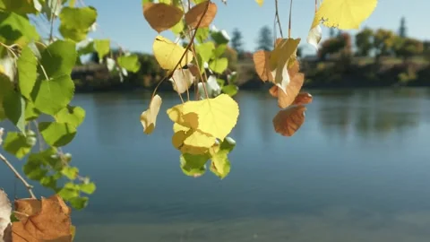 Fall leaves over river Stock Footage 293339197