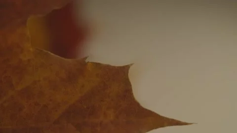 Fall Leaves pan 1 Stock Footage 162260270