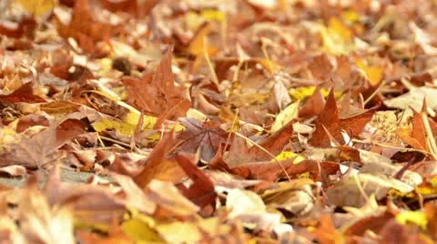 Fall Leaves Pan Stock Footage