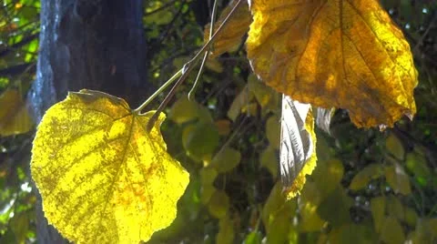 Fall leaves in Paris Stock Footage 12653011