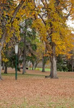 Fall leaves in a park Stock Photos