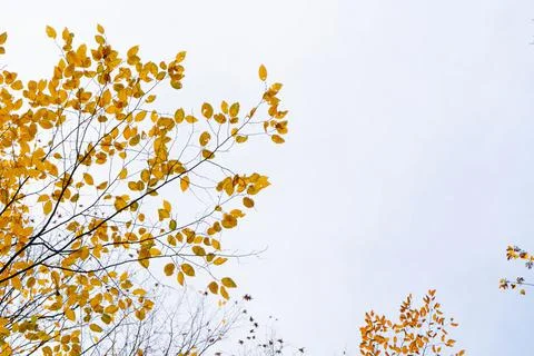 Fall leaves in park Stock Photos