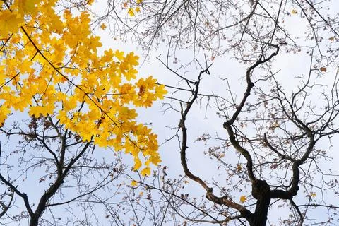 Fall leaves in park Stock Photos