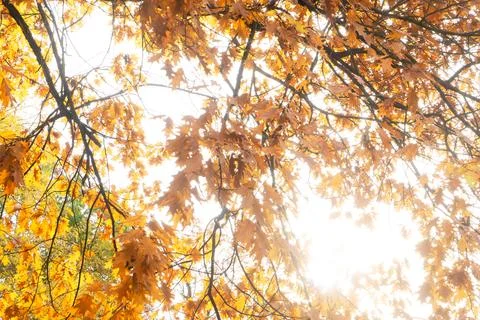 Fall leaves in park Stock Photos