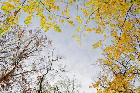 Fall leaves in park Stock Photos