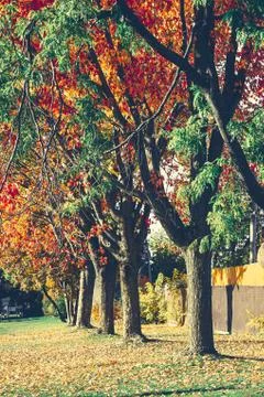 Fall leaves path with trees in a line. Stock Photos