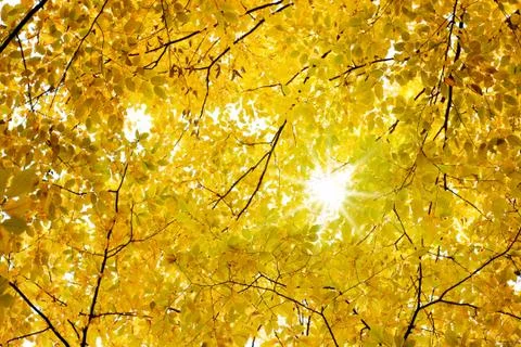 Fall leaves Stock Photos