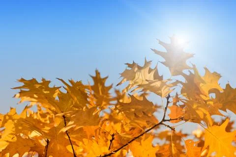 Fall leaves Фото