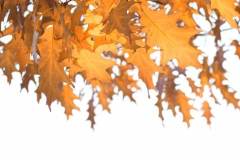 Fall leaves Stock Photos