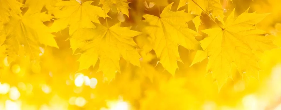 Fall leaves Stock-Fotos