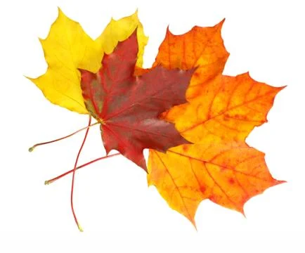 Fall leaves Stock Photos