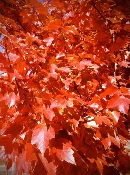 Fall Leaves Stock Photos
