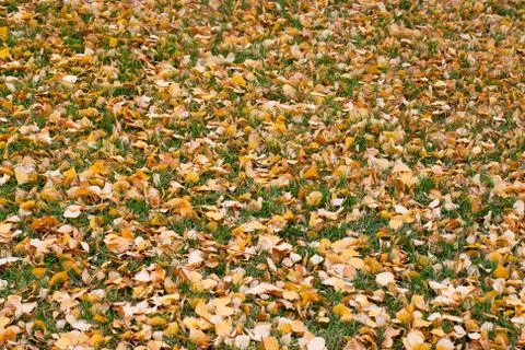 Fall leaves Stock Photos