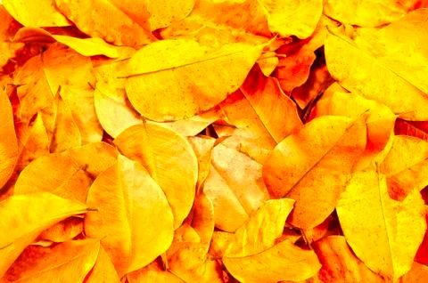 Fall leaves Stock Photos