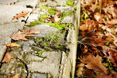 Fall Leaves 写真素材