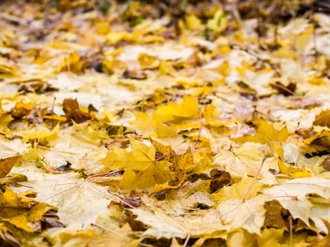 Fall leaves Stock Photos