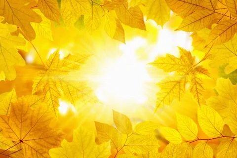 Fall leaves Фото