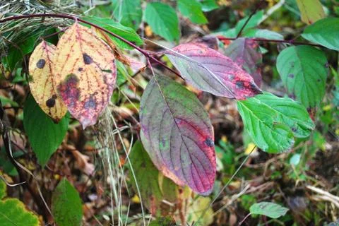 Fall leaves Foto stock
