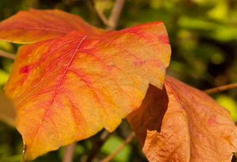 Fall Leaves Foto stock