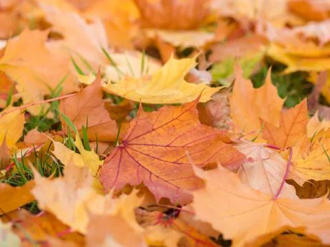 Fall leaves Stock Photos