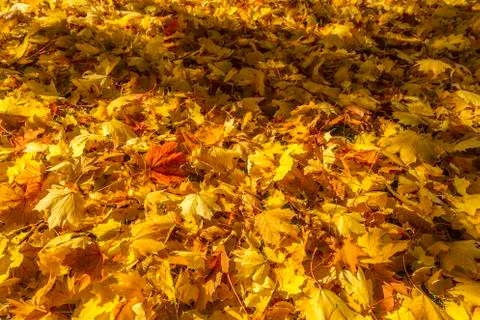 Fall leaves Stock-Fotos