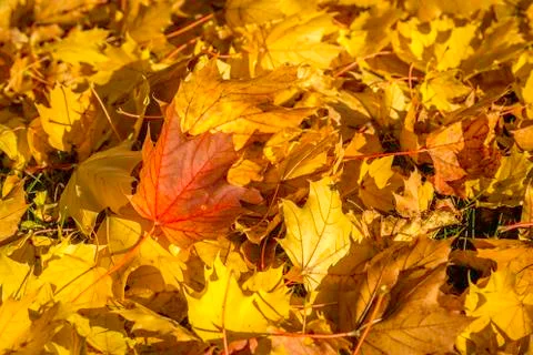 Fall leaves Stock-Fotos