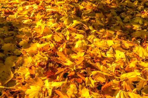 Fall leaves Stock Photos