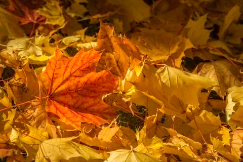 Fall leaves Stock Photos