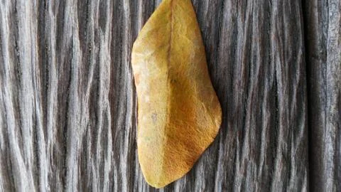 Fall Leaves 库存照片