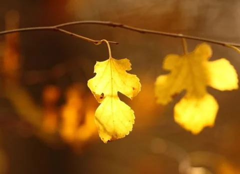 Fall Leaves Stock Photos