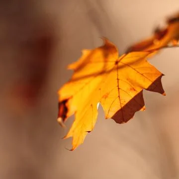 Fall Leaves Stock Photos