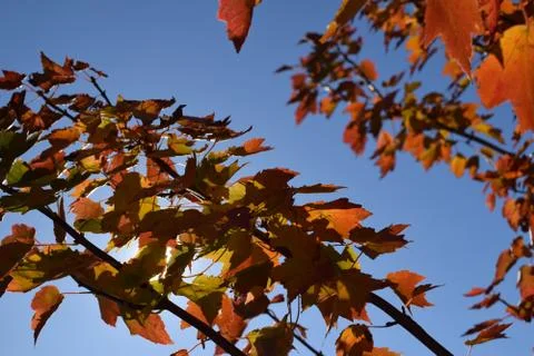 Fall Leaves Foto stock