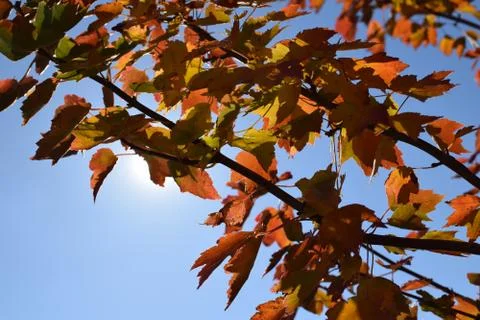 Fall Leaves Foto stock