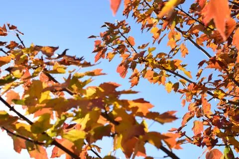 Fall Leaves Foto stock