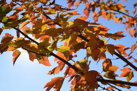Fall Leaves Foto stock